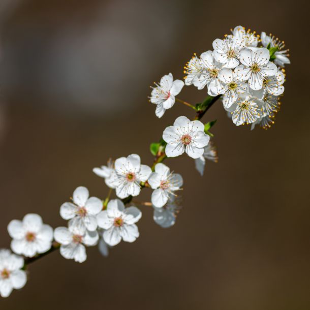 Branche fleurie au printemps - Photo : © Sebastien Desnoulez