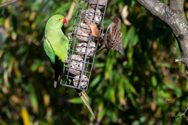 Perruche à collier (Psittacula krameri) en Ile de France - Photo : © Sebastien Desnoulez