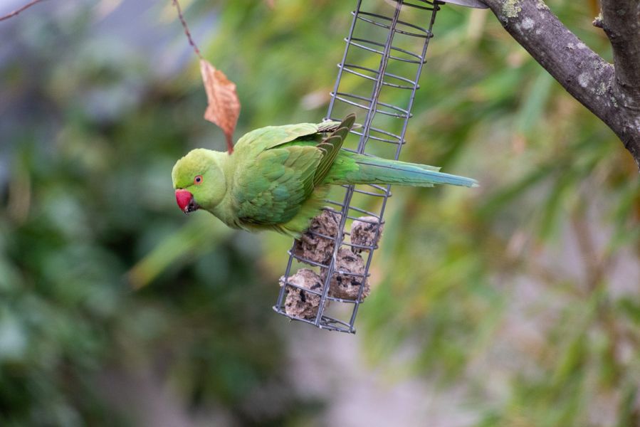 Perruche à collier (Psittacula krameri) en Ile de France - Photo : © Sebastien Desnoulez