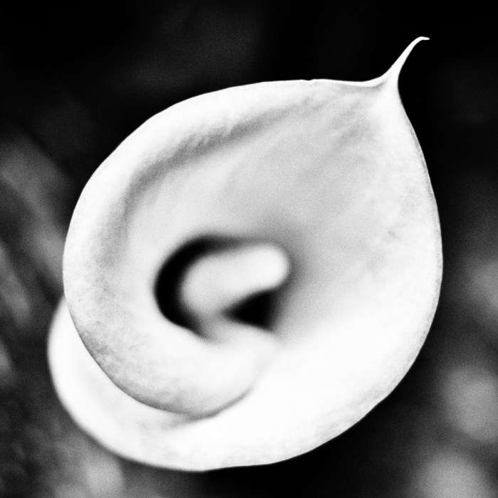 Arum - Photo : © Sebastien Desnoulez