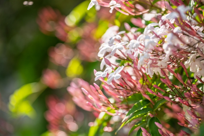 Bokeh Jasmin - Sigma MACRO 105mm F2.8 EX DG OS HSM - Photo : © Sebastien Desnoulez