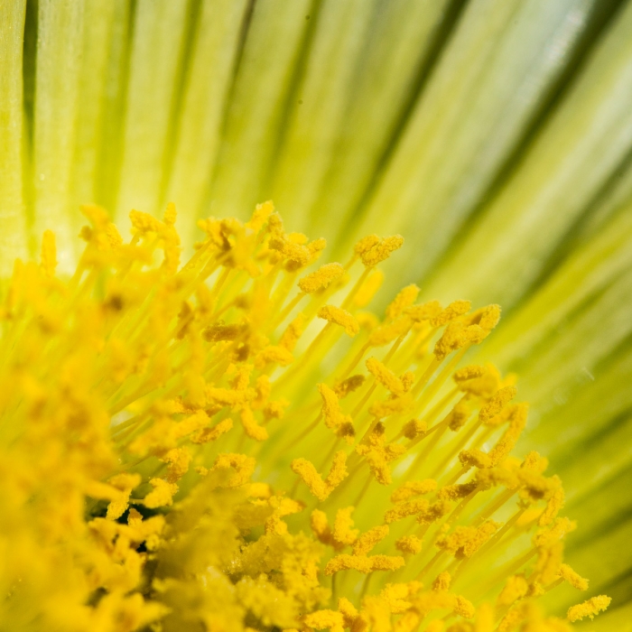 Carpobrotus jaune - Doigts de Sorciere - Photo : © Sebastien Desnoulez Photographe Auteur