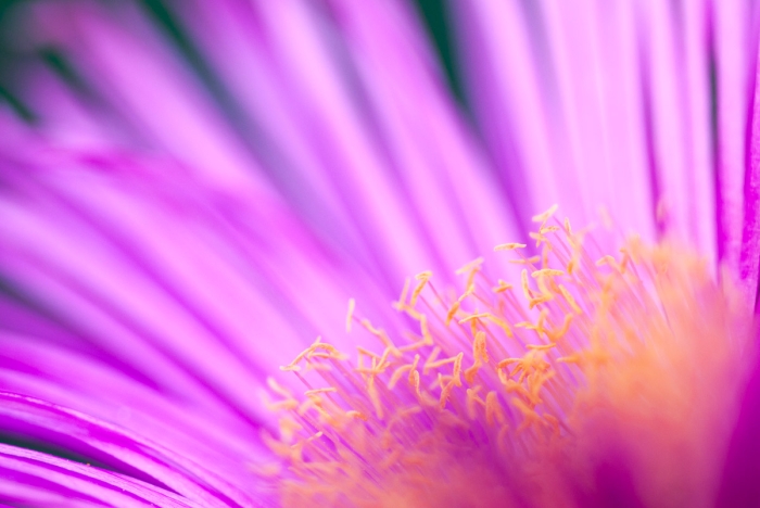 Carpobrotus rose - Doigts de Sorciere - Photo : © Sebastien Desnoulez Photographe Auteur