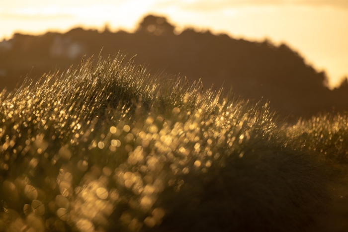 Contre jour, Bretagne - Canon EF 300mm f/2.8 L USM (non-IS) - Photo : © Sebastien Desnoulez