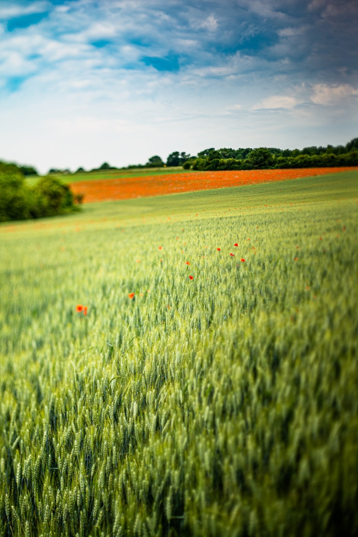 Freelensing en photographie : Coquelicots - Série À Moitié Flou - Photo : © Sebastien Desnoulez