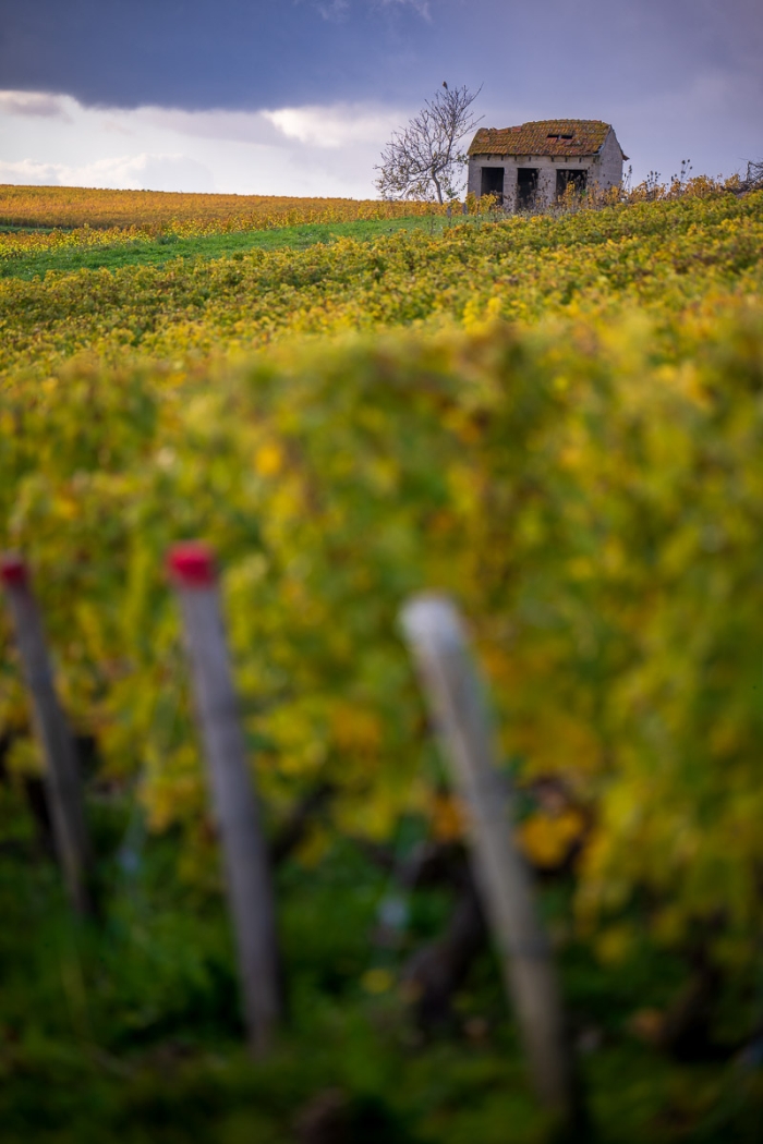 Couleurs d'automne - vignobles de Pouilly sur Loire, Bourgogne - Photo : © Sebastien Desnoulez
