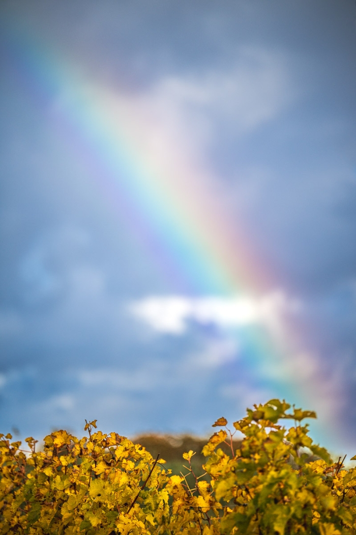 Couleurs d'automne - vignobles de Pouilly sur Loire, Bourgogne - Photo : © Sebastien Desnoulez