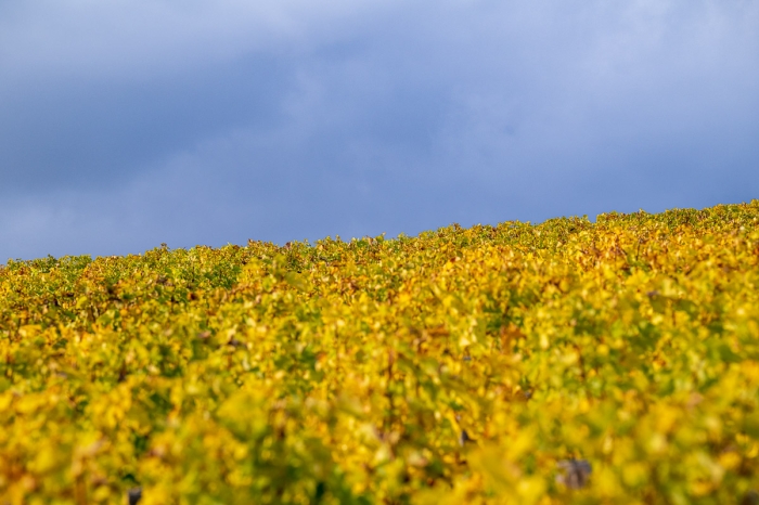 Couleurs d'automne - vignobles de Pouilly sur Loire, Bourgogne - Photo : © Sebastien Desnoulez