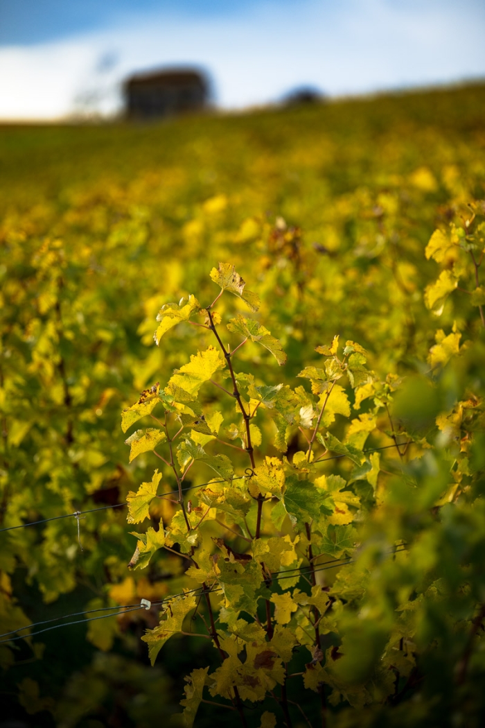 Couleurs d'automne - vignobles de Pouilly sur Loire, Bourgogne - Photo : © Sebastien Desnoulez