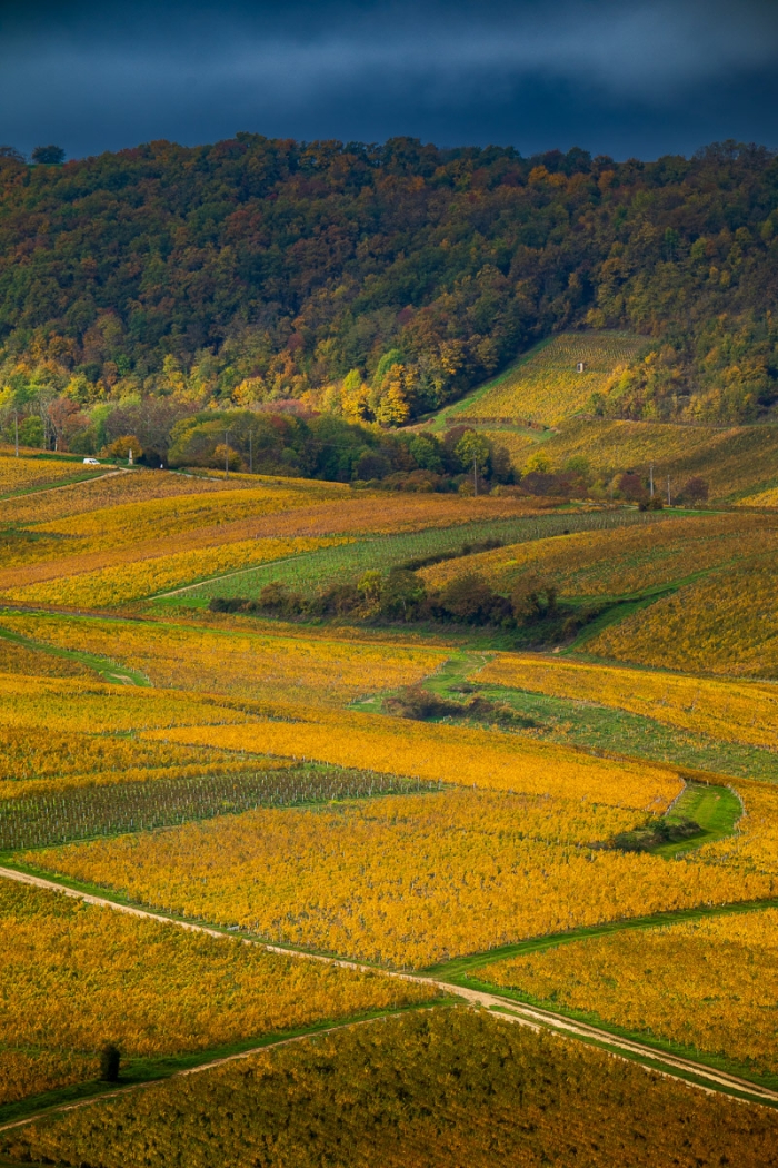 Couleurs d'automne - vignobles de Sancerre, Bourgogne - Photo : © Sebastien Desnoulez