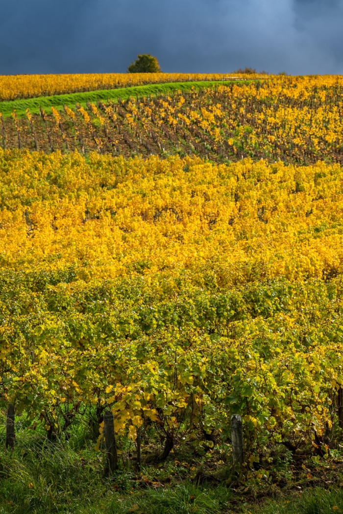 Couleurs d'automne - vignobles de Sancerre, Bourgogne - Photo : © Sebastien Desnoulez
