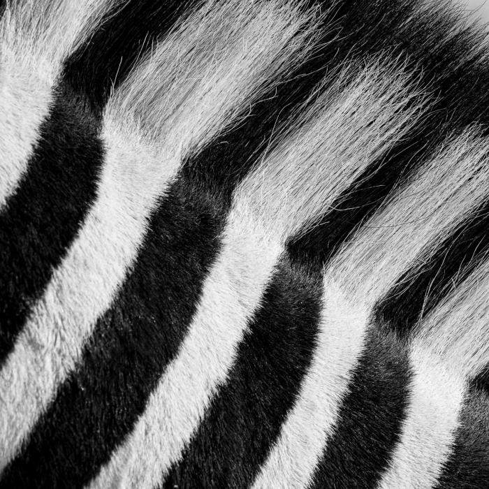 Criniere De Zèbre - Etosha, Namibie - Canon EF 300mm f/2.8 L USM (non-IS) avec Extender EF 2x (=600mm f/5.6) - Photo : © Sebastien Desnoulez
