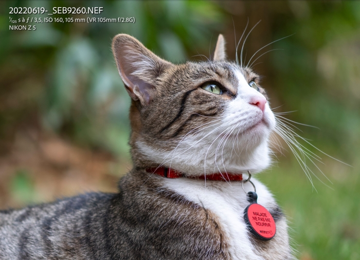 Crop 100%Test Sigma MACRO 105mm F2.8 EX DG OS HSM - Chat - Photo : © Sebastien Desnoulez