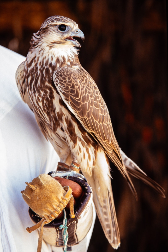 Chasse au faucon à Dubai en 1991 - Photo : © Sebastien Desnoulez