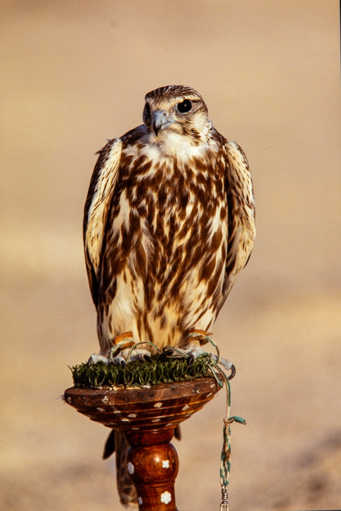 Chasse au faucon à Dubai en 1991 - Photo : © Sebastien Desnoulez