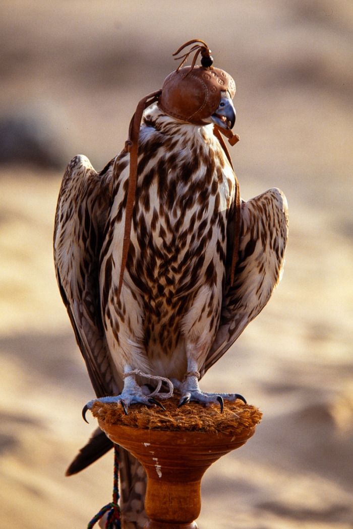 Chasse au faucon à Dubai en 1991 - Photo : © Sebastien Desnoulez