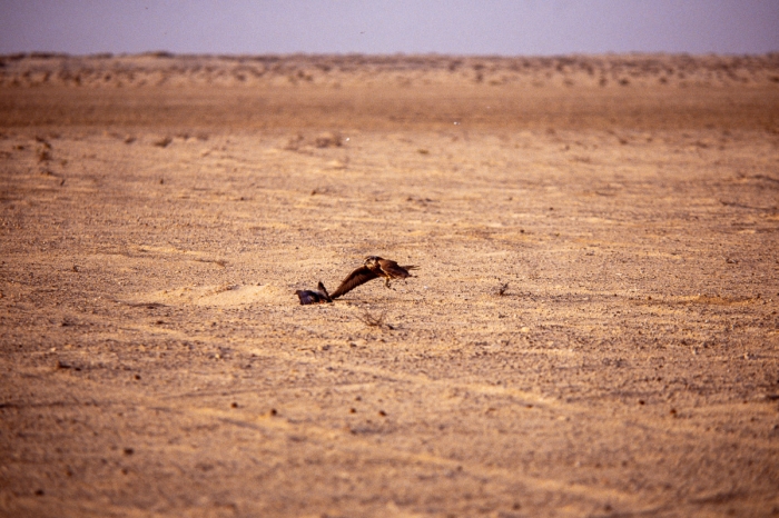 Chasse au faucon à Dubai en 1991 - Photo : © Sebastien Desnoulez