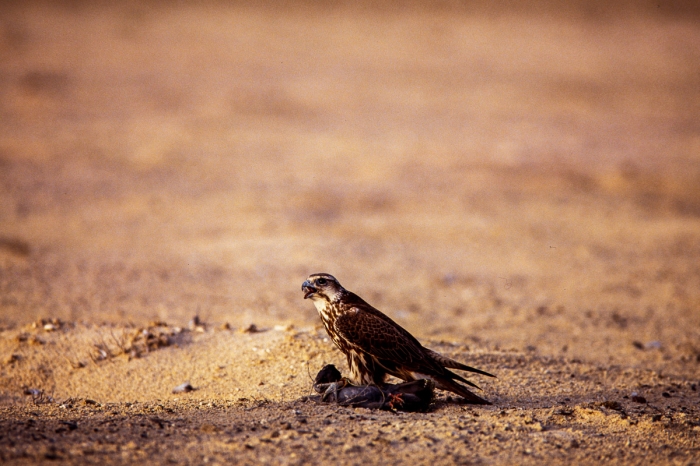 Chasse au faucon à Dubai en 1991 - Photo : © Sebastien Desnoulez