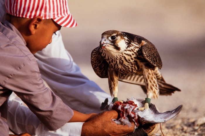 Chasse au faucon à Dubai en 1991 - Photo : © Sebastien Desnoulez