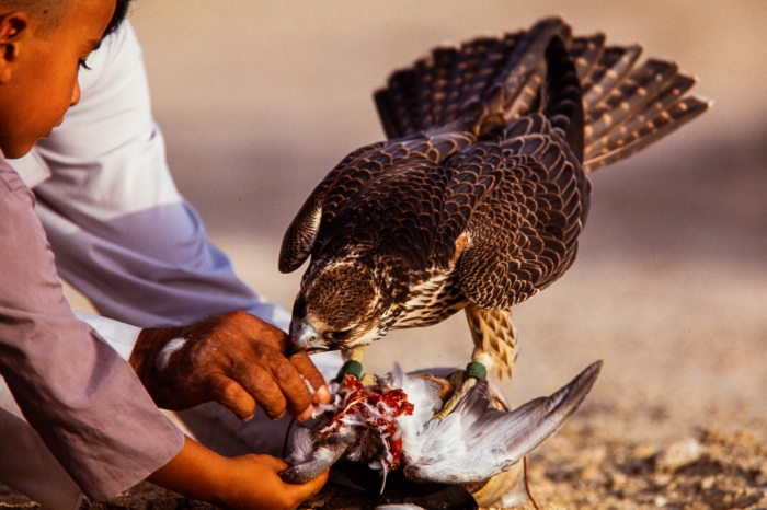 Chasse au faucon à Dubai en 1991 - Photo : © Sebastien Desnoulez