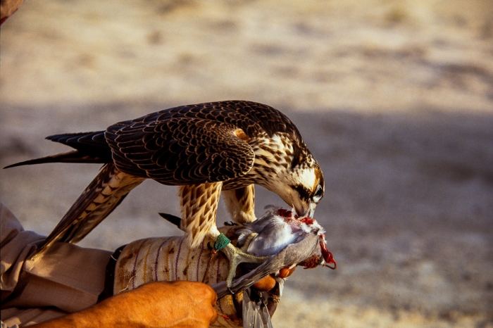 Chasse au faucon à Dubai en 1991 - Photo : © Sebastien Desnoulez