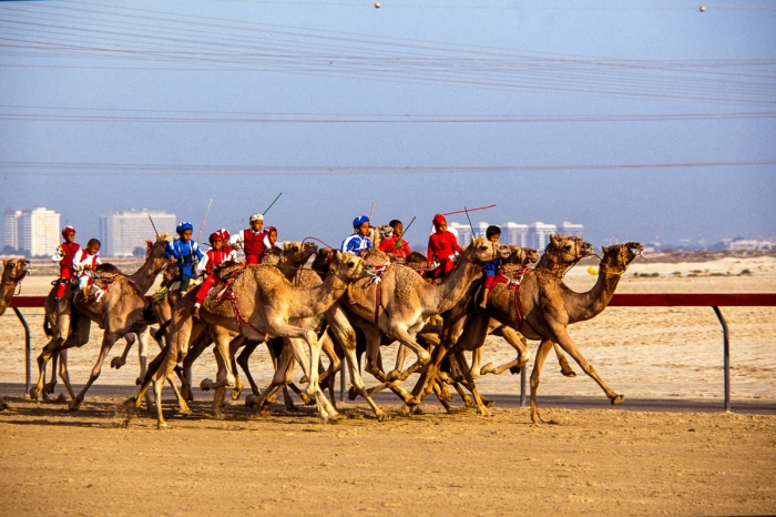 Dubai 1991 - Courses de dromadaires - Photo : © Sebastien Desnoulez