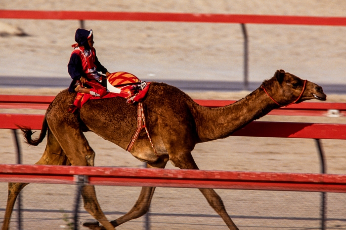 Dubai 1991 - Courses de dromadaires - Photo : © Sebastien Desnoulez