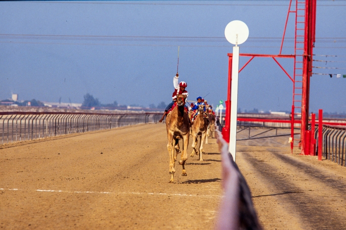 Dubai 1991 - Courses de dromadaires, arrivée - Photo : © Sebastien Desnoulez
