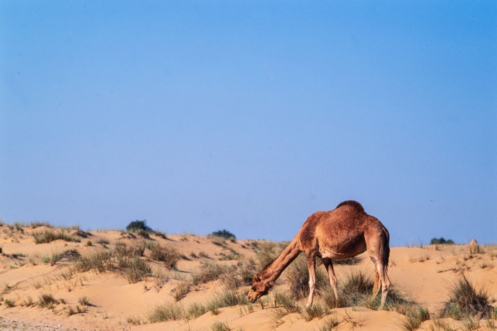 Dubai 1990   Dromadaire   Photo : © Sebastien Desnoulez