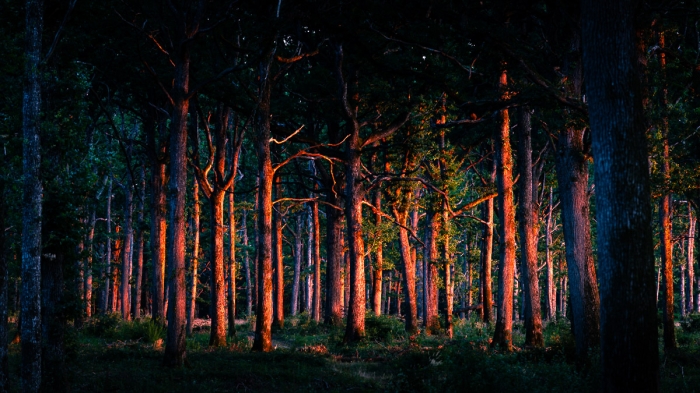 Embrasement des troncs d'une forêt par le soleil couchant - Photo : Sebastien Desnoulez photographe d'ambiances et de paysage