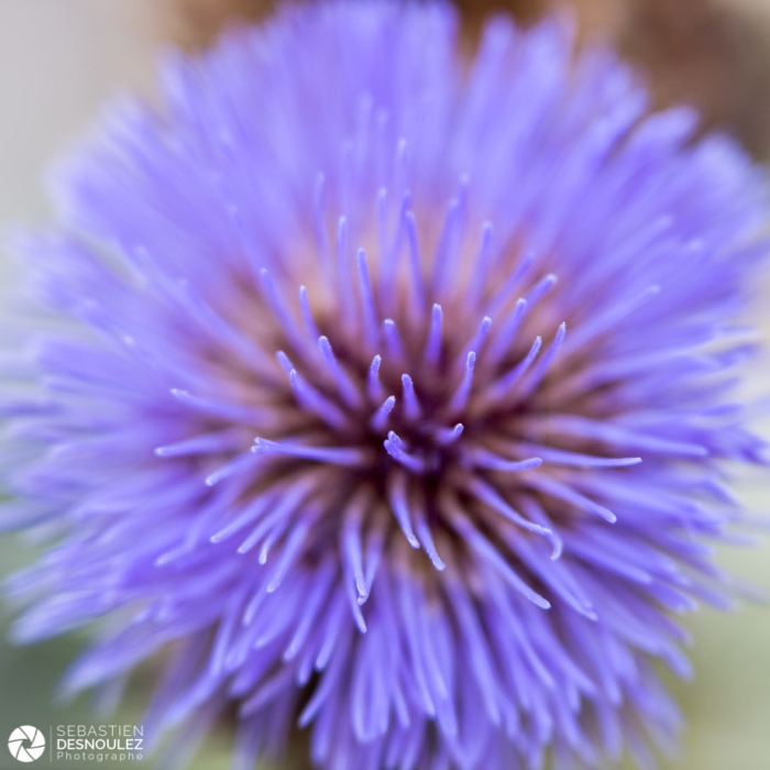 Chardons au Festival des jardins 2017 de Chaumont-sur-Loire  - Photo : © Sebastien Desnoulez photographe