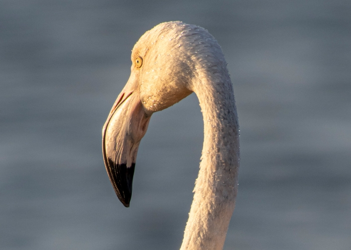 Flamant rose à 100% - Walvis Bay, Namibie - Canon EF 300mm f/2.8 L USM (non-IS) avec Extender EF 2x (=600mm f/5.6) - Photo : © Sebastien Desnoulez