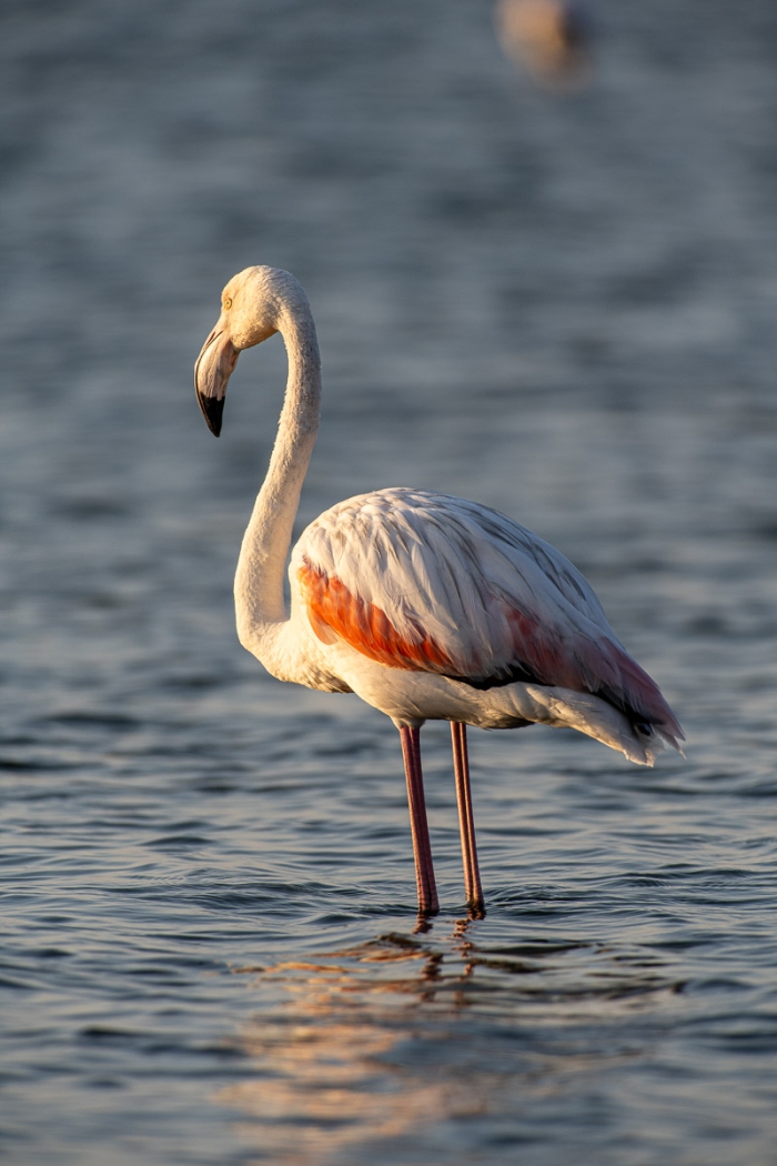 Flamant rose - Walvis Bay, Namibie - Canon EF 300mm f/2.8 L USM (non-IS) avec Extender EF 2x (=600mm f/5.6) - Photo : © Sebastien Desnoulez