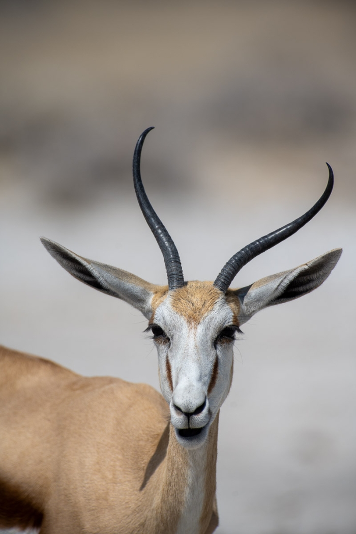Gazelle - Etosha, Namibie - Canon EF 300mm f/2.8 L USM (non-IS) avec Extender EF 2x (=600mm f/5.6) - Photo : © Sebastien Desnoulez