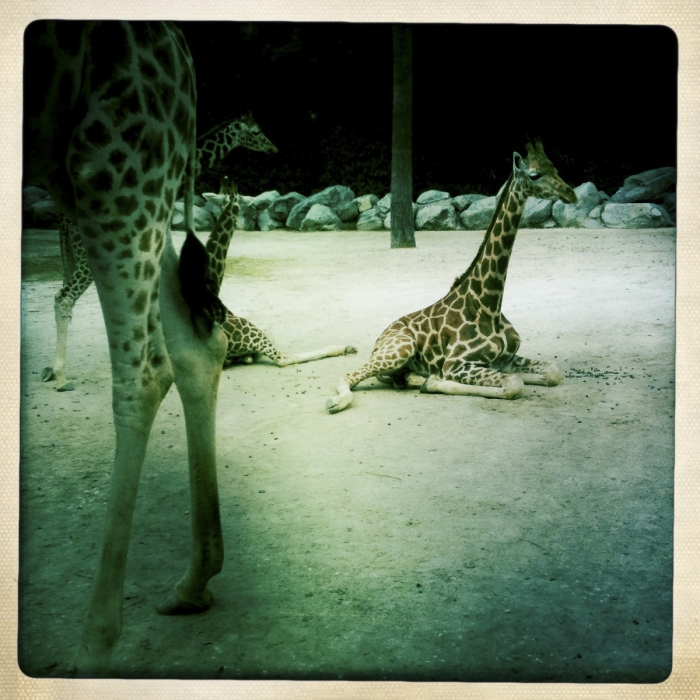 Girafes IPhone Photo Sebastien Desnoulez