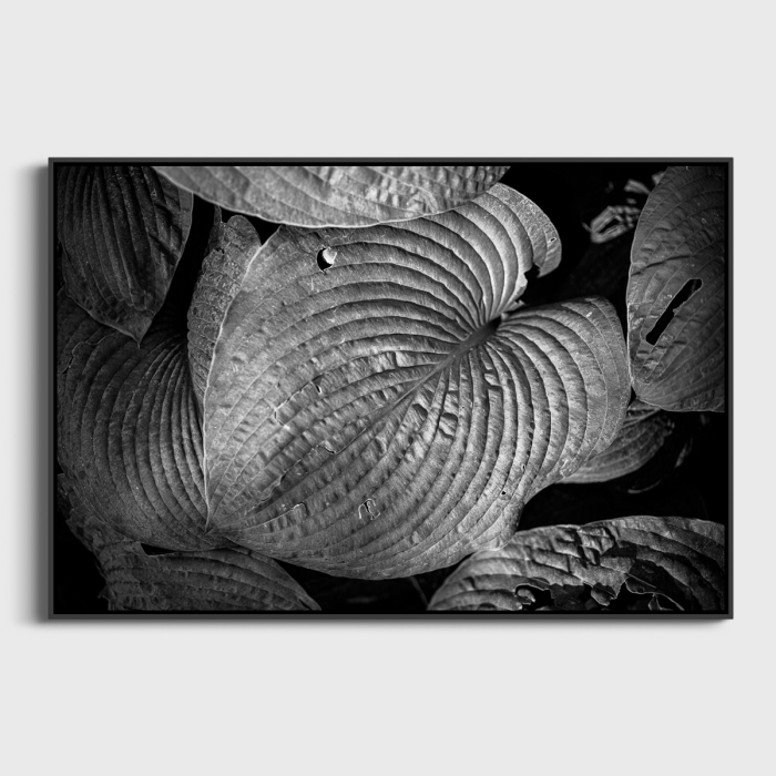 Hosta Photo Sebastien Desnoulez