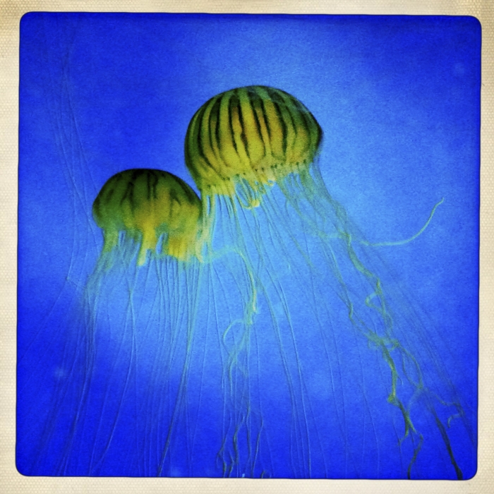 Meduses 2 IPhone Photo Sebastien Desnoulez