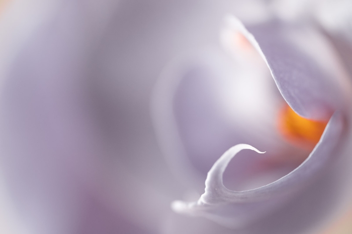 Orchidée - Photo : © Sebastien Desnoulez Photographe Auteur