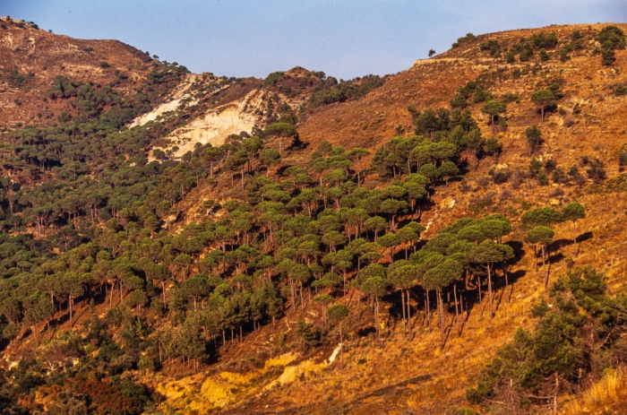 Paysage Du Mont Liban 1991   Photo : © Sebastien Desnoulez