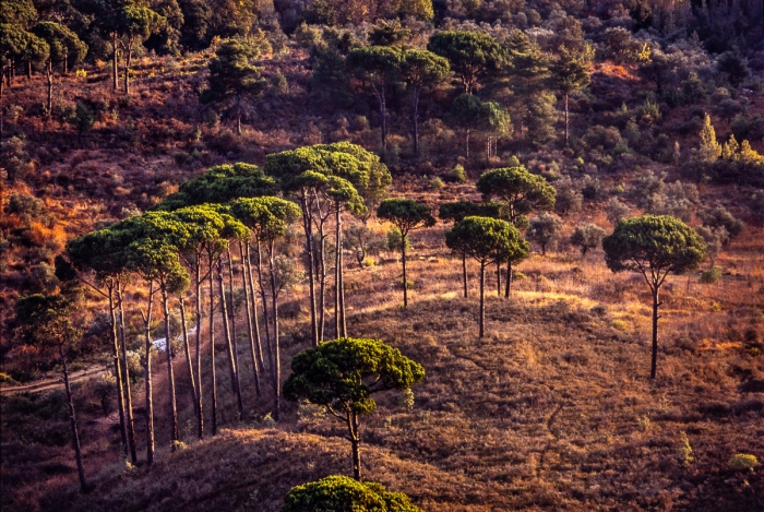 Paysage Du Mont Liban 1991   Photo : © Sebastien Desnoulez