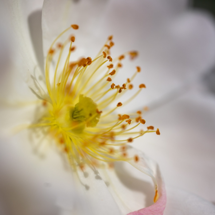 Test Nikon Nikkor MC Z 50mm f/2.8 - Photo : © Sebastien Desnoulez Photographe