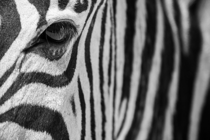 Regard Graphique - Etosha, Namibie - Canon EF 300mm f/2.8 L USM (non-IS) avec Extender EF 2x (=600mm f/5.6) - Photo : © Sebastien Desnoulez