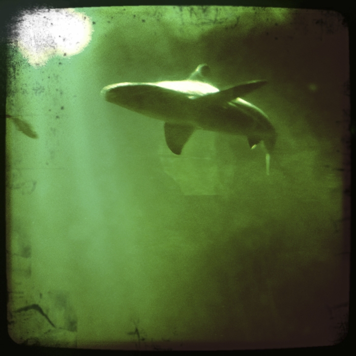 Requin IPhone Photo Sebastien Desnoulez