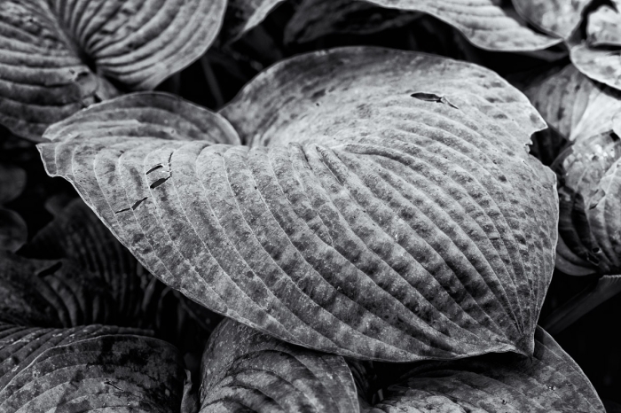 Test Nikon Nikkor MC Z 50mm f/2.8 - Photo : © Sebastien Desnoulez Photographe