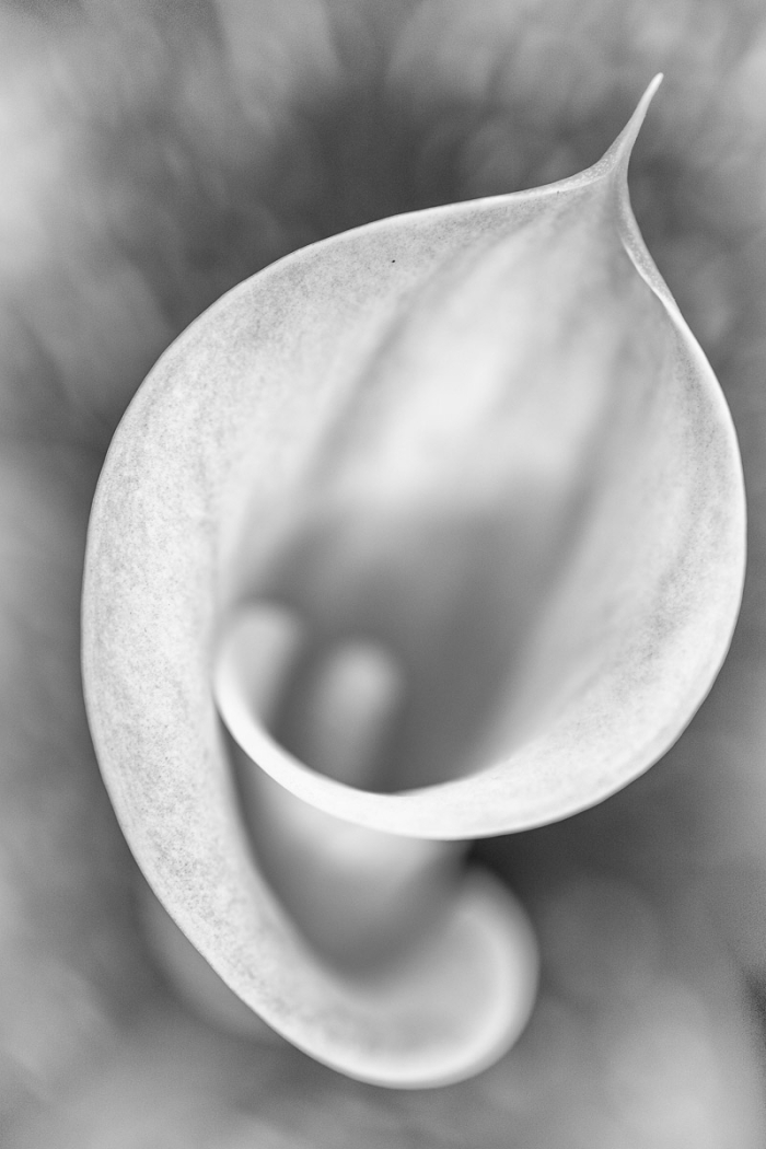 Test Nikon Nikkor MC Z 50mm f/2.8 - Photo : © Sebastien Desnoulez Photographe