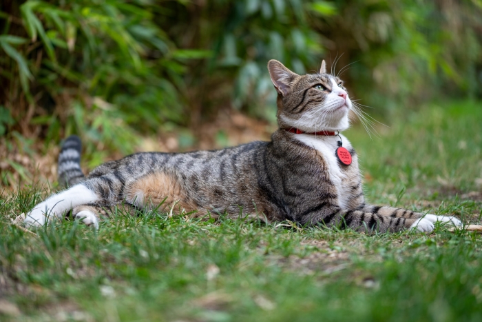 Test Sigma MACRO 105mm F2.8 EX DG OS HSM - Chat - Photo : © Sebastien Desnoulez