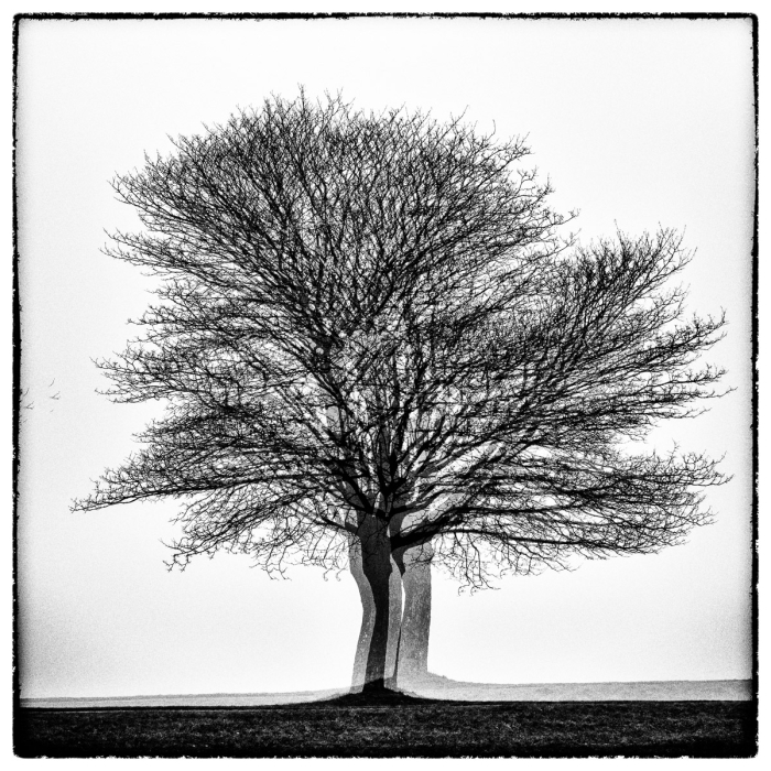 Three Times One Tree Serie Glitches Photo Sebastien Desnoulez