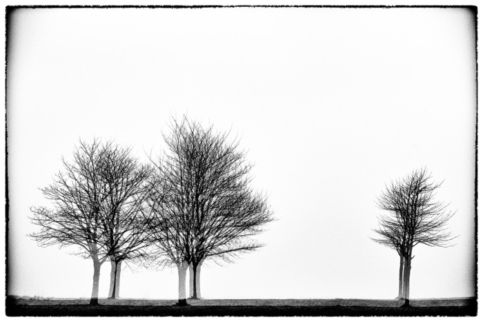 Three Times Three Trees Serie Glitches Photo Sebastien Desnoulez