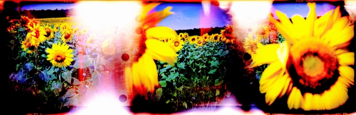 Tournesols - Série Hallucinations - Photo : © Sebastien Desnoulez