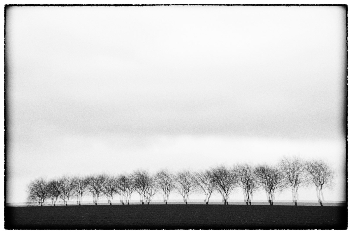 Trees I Serie Glitches Photo Sebastien Desnoulez